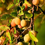Prun Coscia di Monaca Gialla, Prunus Domestica