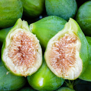 Smochin Fiorone Bianco, Ficus Carica