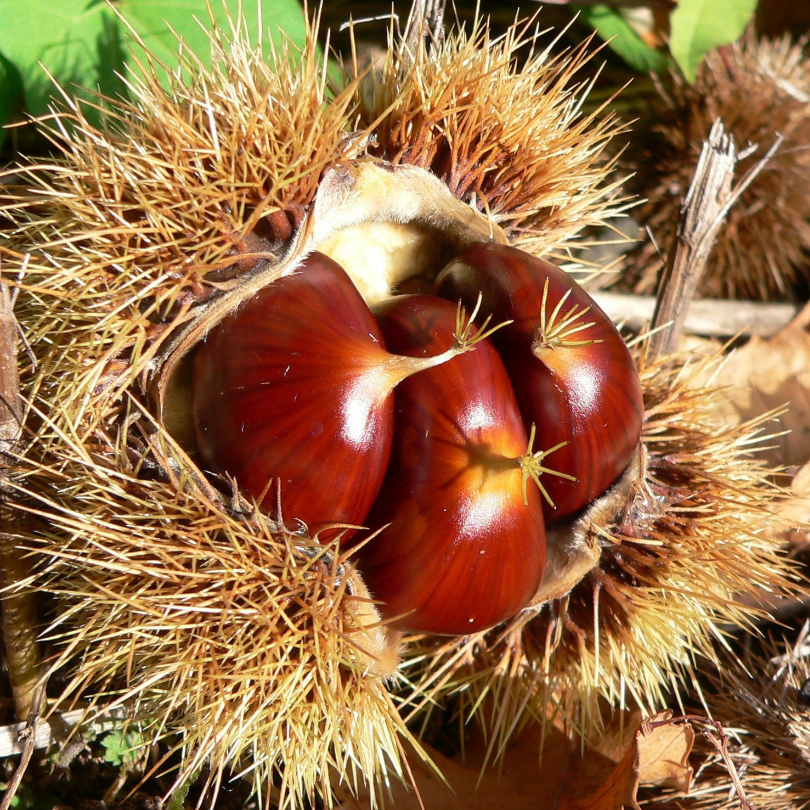 Castan Comestibil Carpinese, Castanea Sativa Carpinese