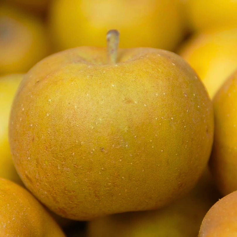 Mar Renetta Grigia Francese, Malus Domestica