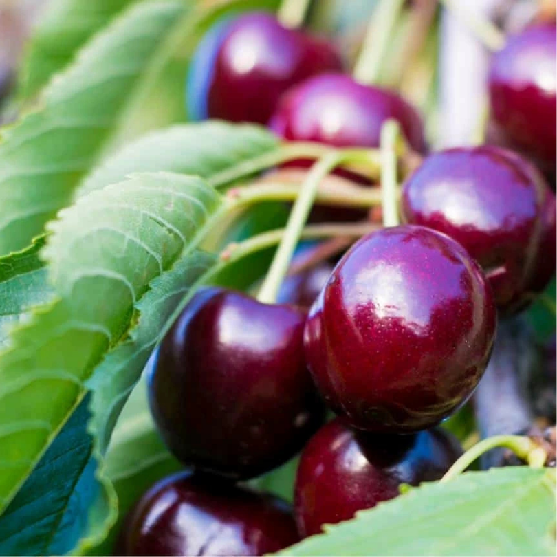 Cires Marasca Nera di Verona, Prunus Avium