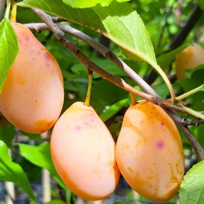 Prun Coscia di Monaca Gialla, Prunus Domestica