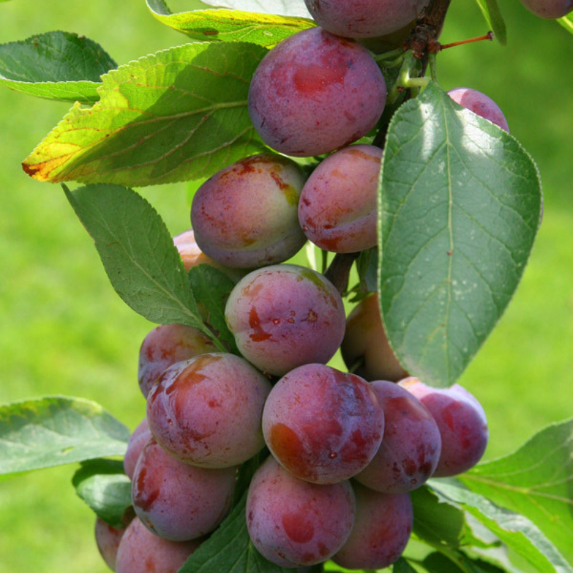 Prun Coscia de Monaco, Prunus Domestica
