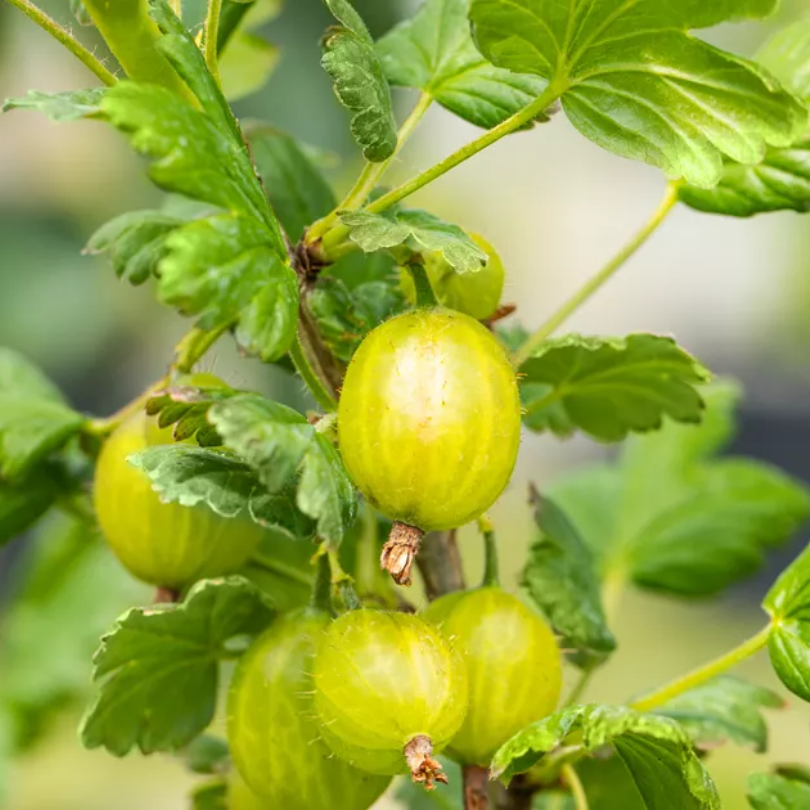 Agris Hinnonmaki, Ribes Grossularia Hinnonmaki