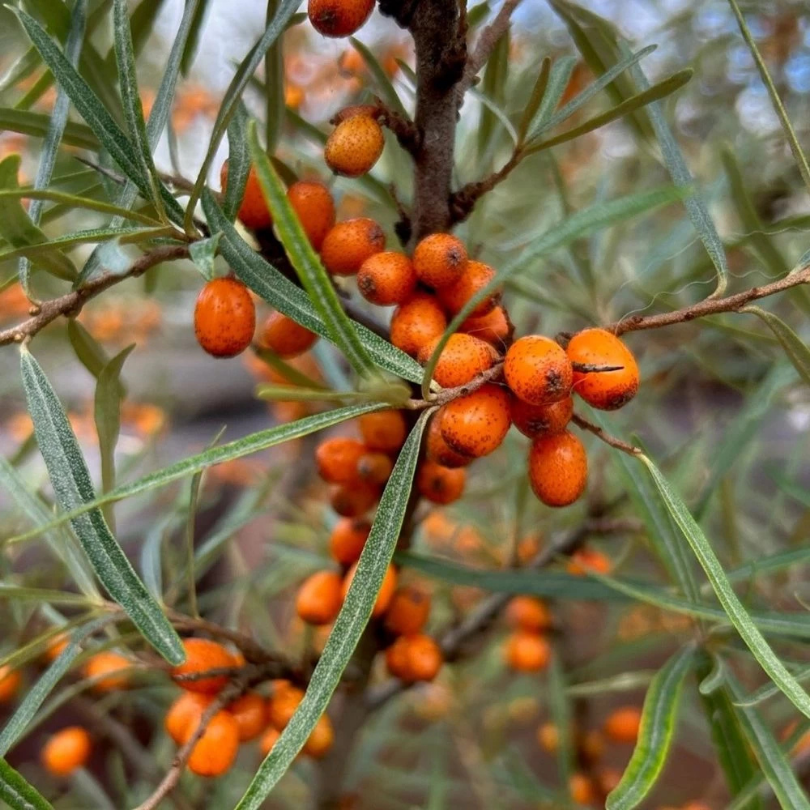 Catina Alba, Hippophae Rhamnoides