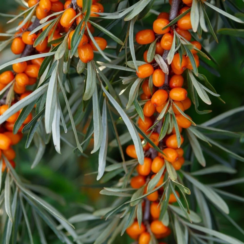 Catina Alba, Hippophae Rhamnoides