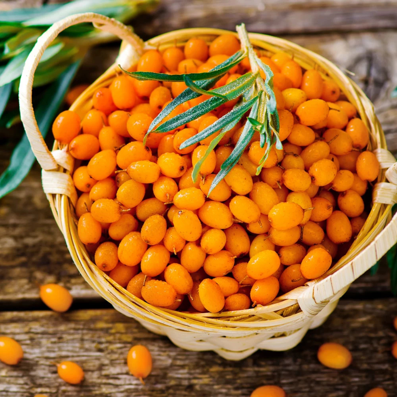 Catina Alba, Hippophae Rhamnoides