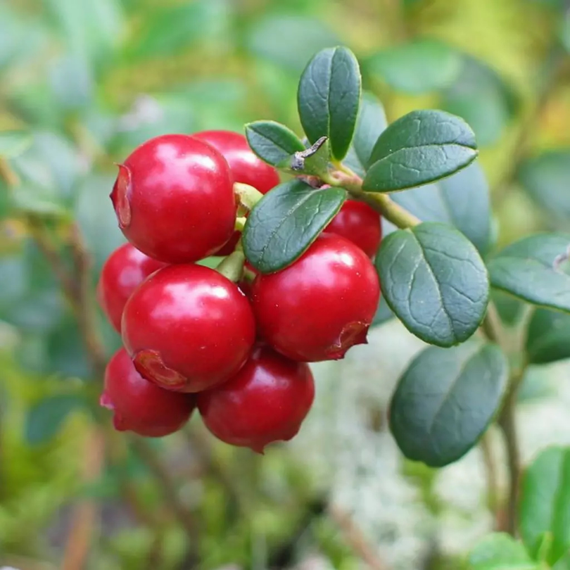 Merisor Pilgrim, Vaccinium Macrocarpon