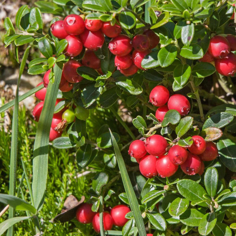 Merisor Pilgrim, Vaccinium Macrocarpon