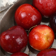 Prun Biricoccolo, Prunus Domestica