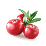 Merisor Pilgrim, Vaccinium Macrocarpon