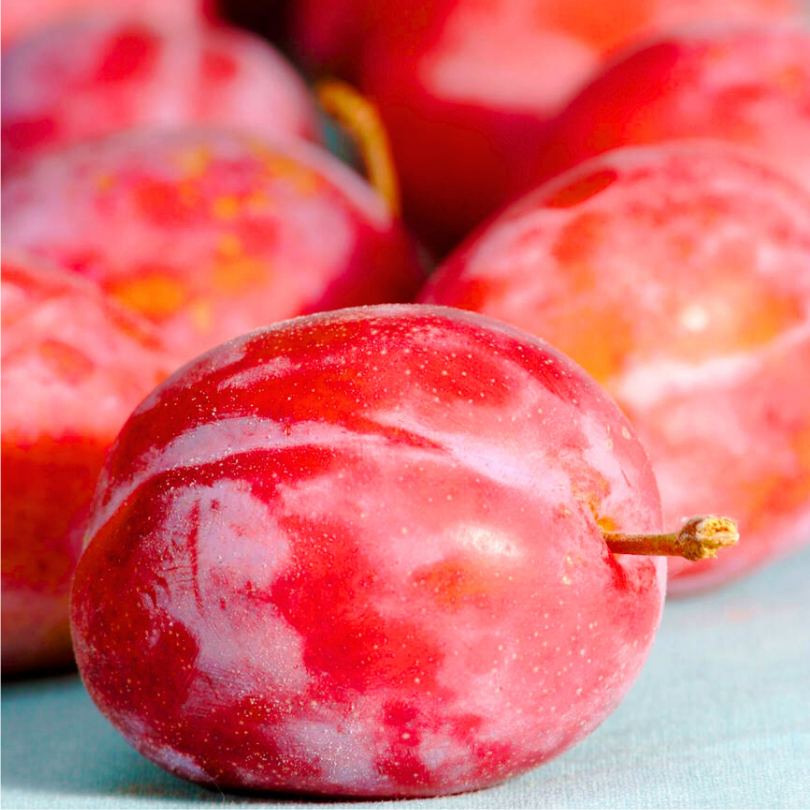 Prun Biricoccolo, Prunus Domestica