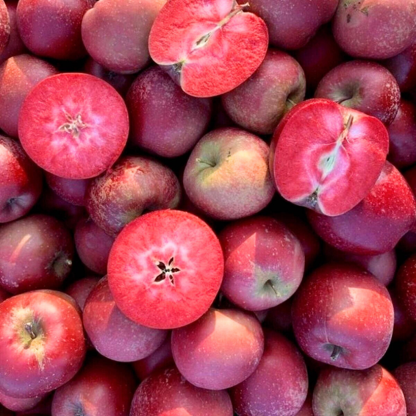 Mar Polpa Rossa, Malus Domestica