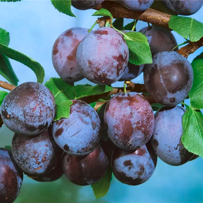 Prun Amers, Prunus Domestica