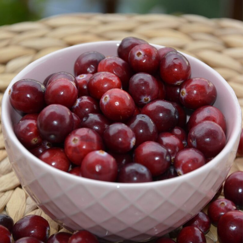Merisor Early Black, Vaccinium Macrocarpon