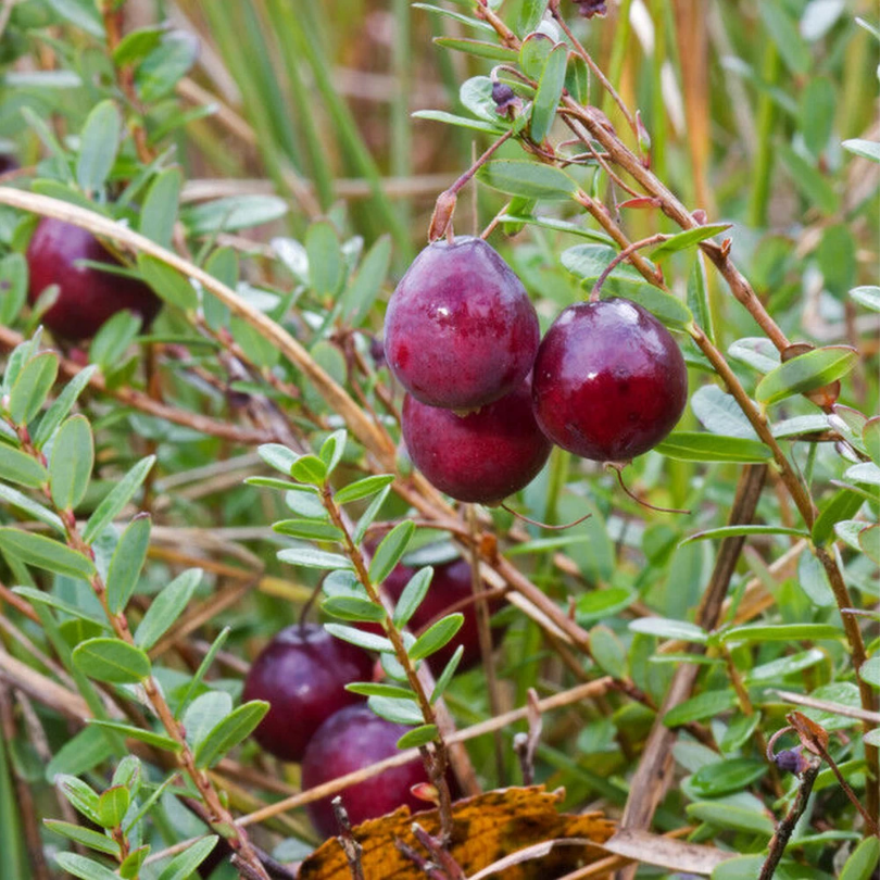 Merisor Early Black, Vaccinium Macrocarpon