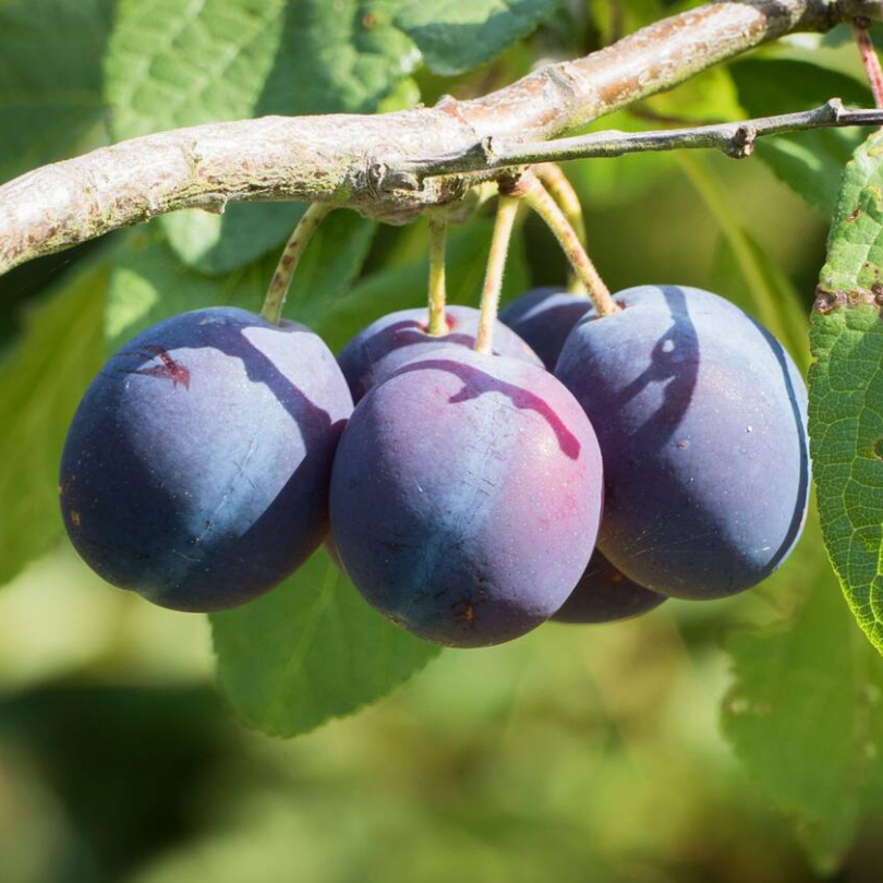 Prun Agen, Prunus Domestica