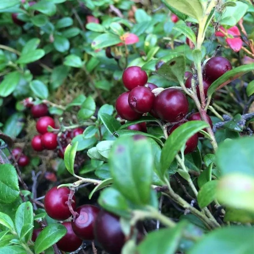 Merisor Early Black, Vaccinium Macrocarpon
