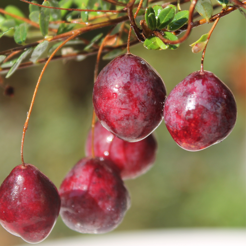 Merisor Crowley, Vaccinium Macrocarpon