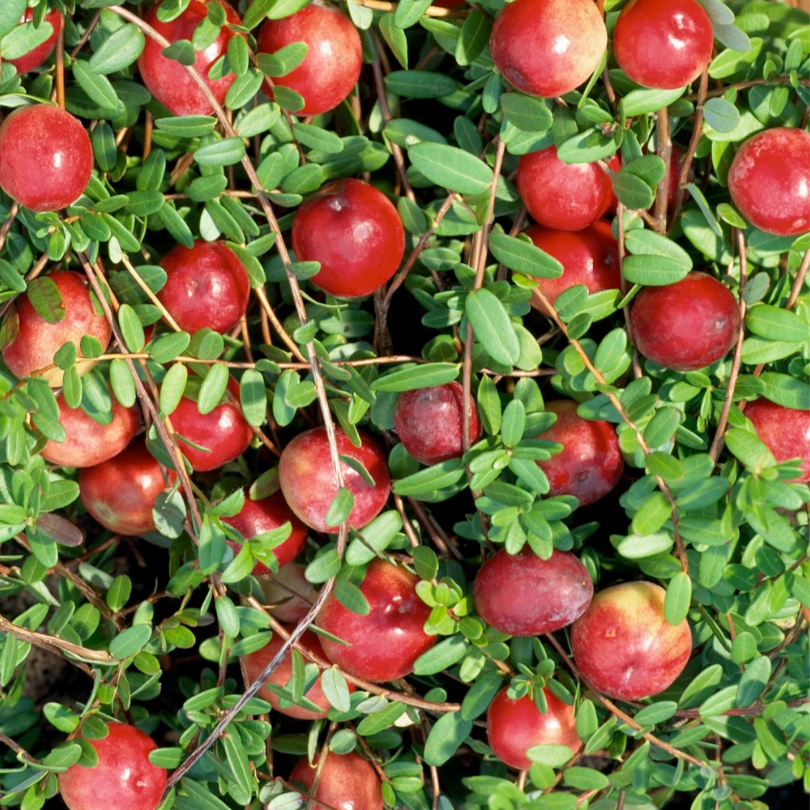 Merisor Crowley, Vaccinium Macrocarpon