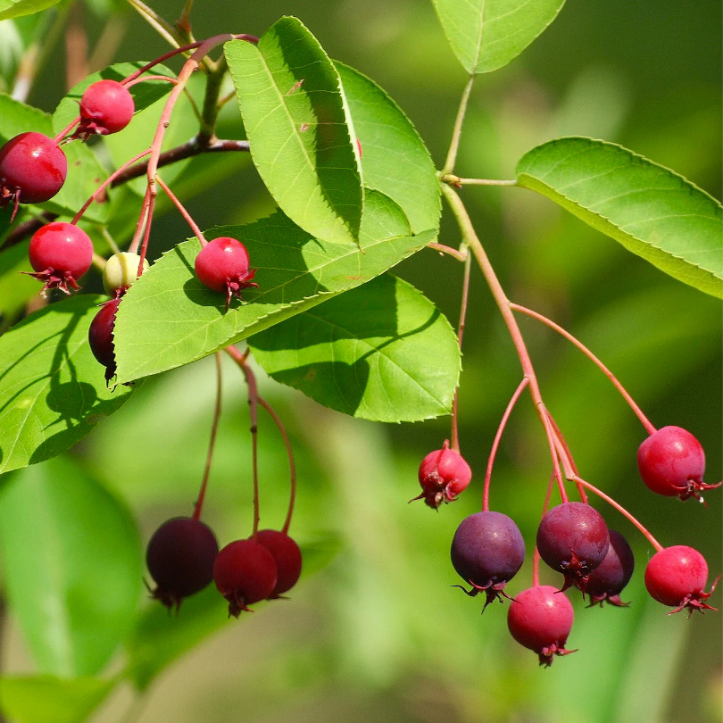 Arborele de Stafide, Amelanchier Lamarckii