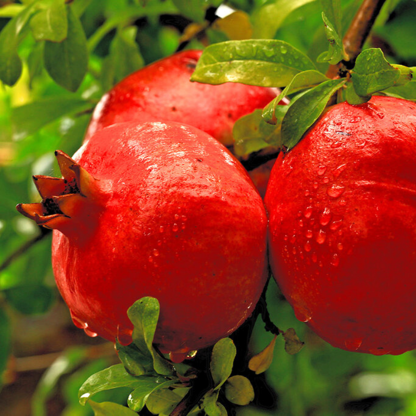 Rodiu Tufa Melograni, Punica Granatum