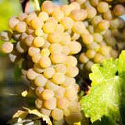 Vita de Vie Viognier, Vitis Vinifera, pentru vin, alb