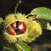 Castan Comestibil Carpinese, Castanea Sativa Carpinese