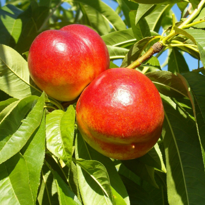 Nectarin Armking, Prunus Persica var. Nucipersica