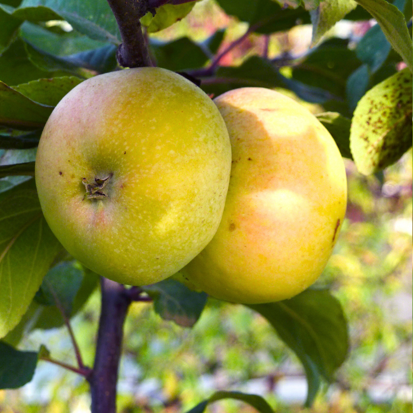 Mar Renetta Champagne, Malus Domestica