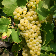Vita de Vie Vermentino, Vitis Vinifera, pentru vin, alb