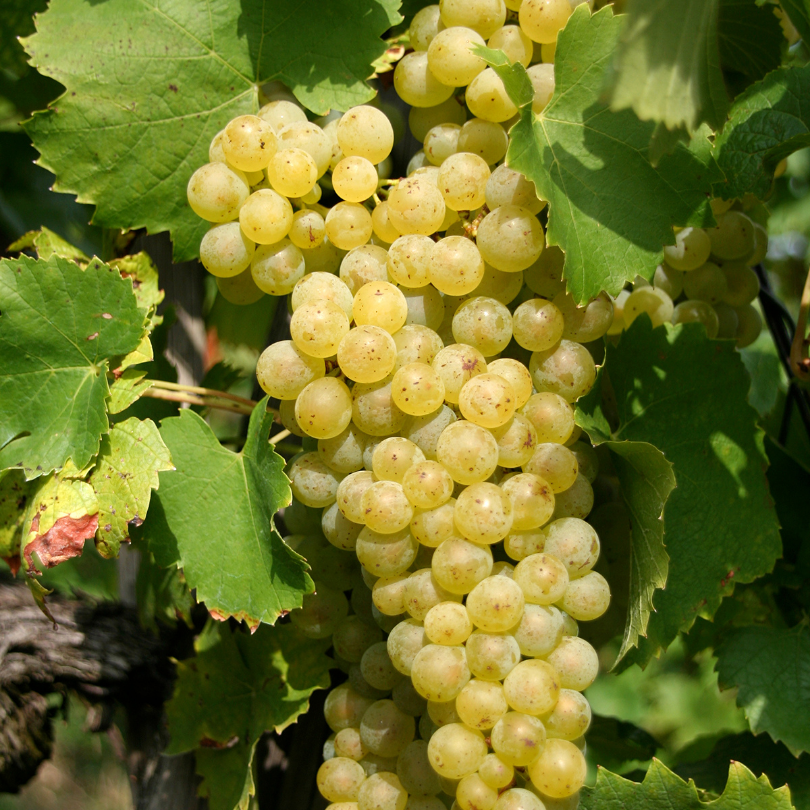 Vita de Vie Vermentino, Vitis Vinifera, pentru vin, alb