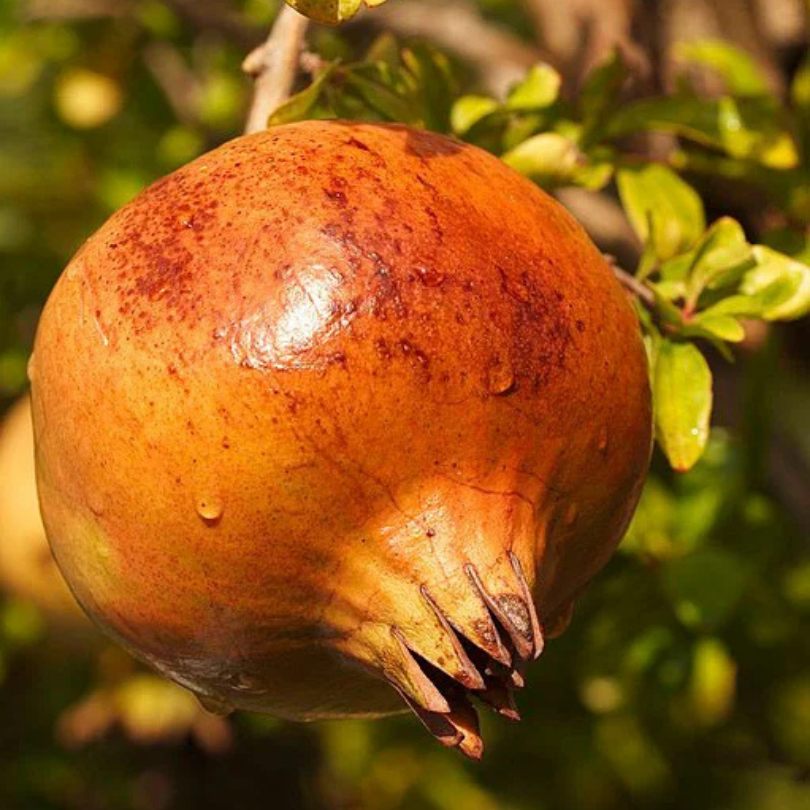 Rodiu Mollar D Elche, Punica Granatum