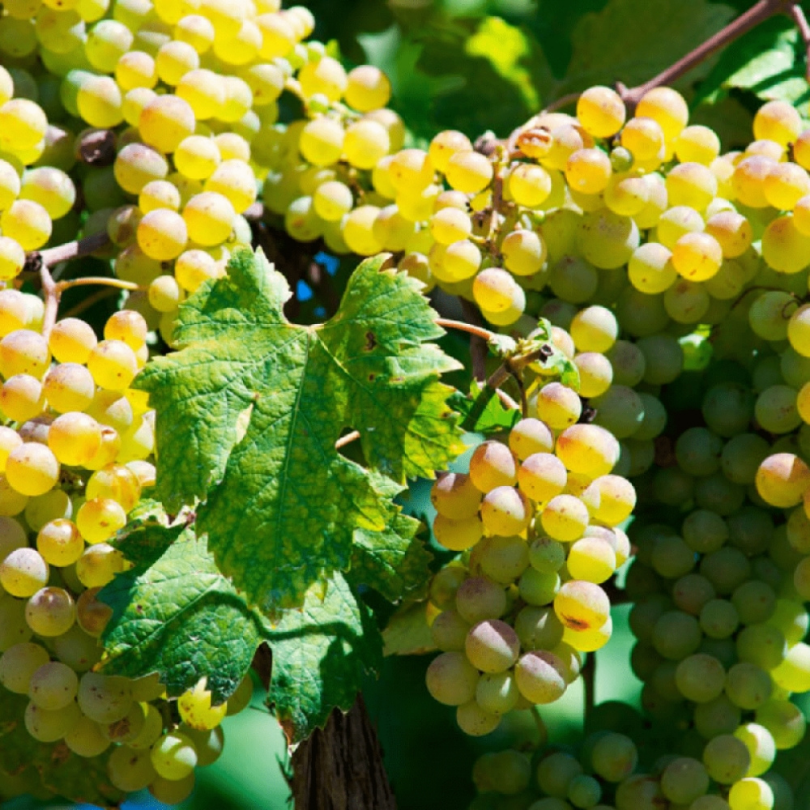 Vita de Vie Vermentino, Vitis Vinifera, pentru vin, alb