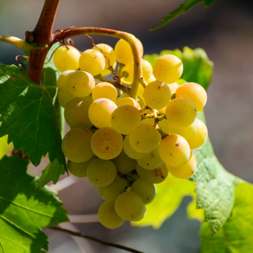 Vita de Vie Trebbiano Toscano, Vitis Vinifera, pentru vin, alb