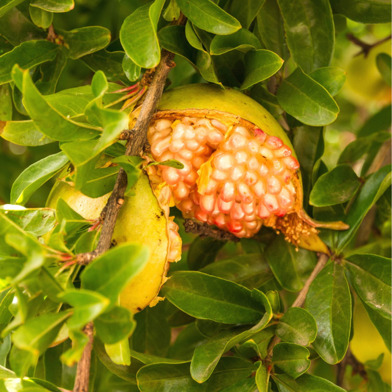 Rodiu Dente Di Cavallo, Punica Granatum