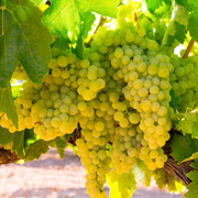 Vita de Vie Trebbiano Toscano, Vitis Vinifera, pentru vin, alb
