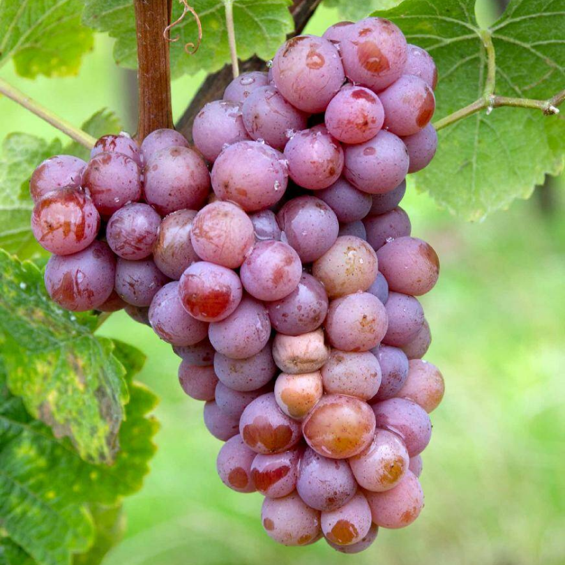 Vita de Vie Traminer, Vitis Vinifera, pentru vin, rosu