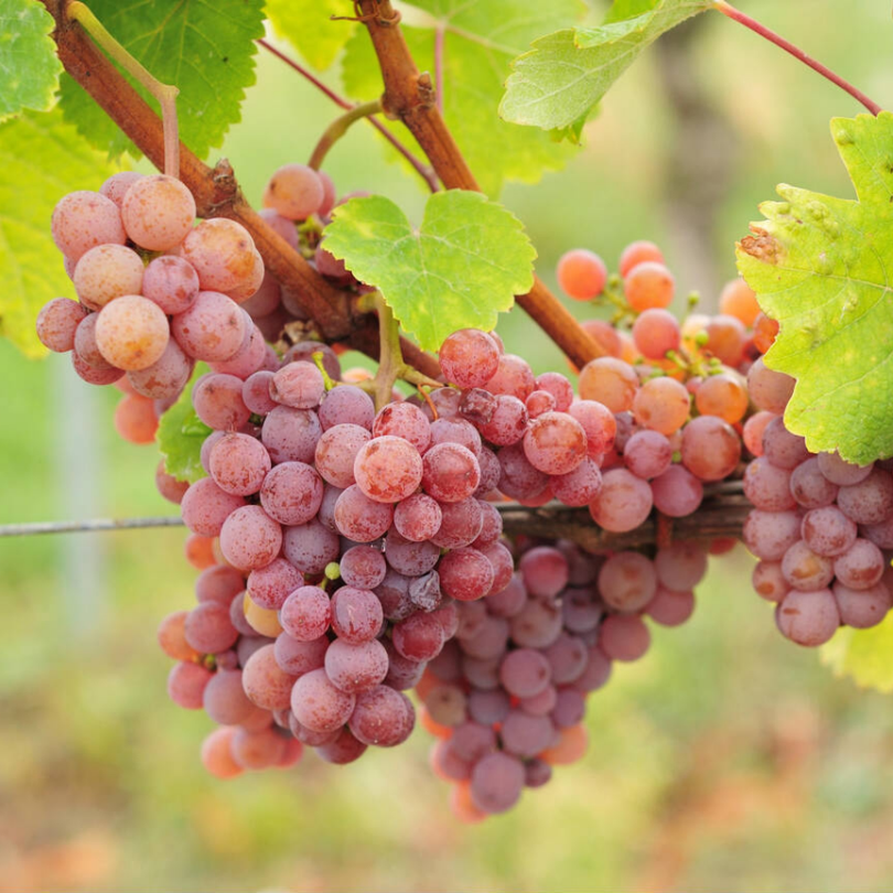 Vita de Vie Traminer, Vitis Vinifera, pentru vin, rosu