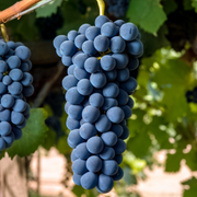 Vita de Vie Syrah, Vitis Vinifera, pentru vin, negru