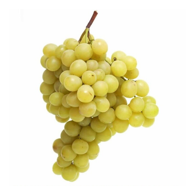 Vita de Vie Sultanina, Vitis Vinifera, fara samburi, alb