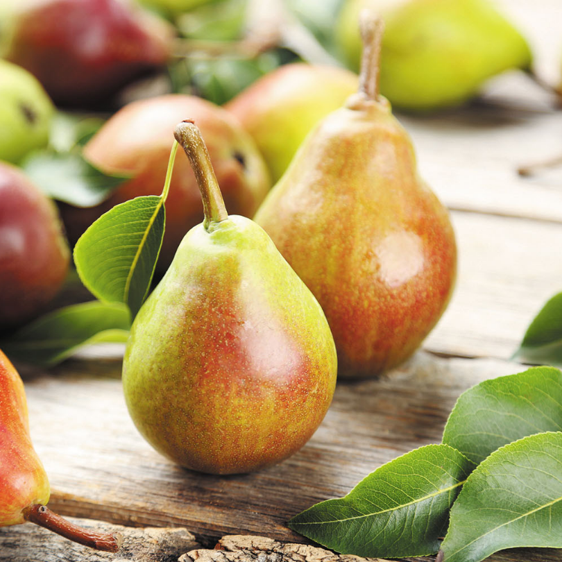 Par Santa Maria, Pyrus Communis