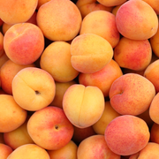 Cais Precoce D`Imola, Prunus Armeniaca