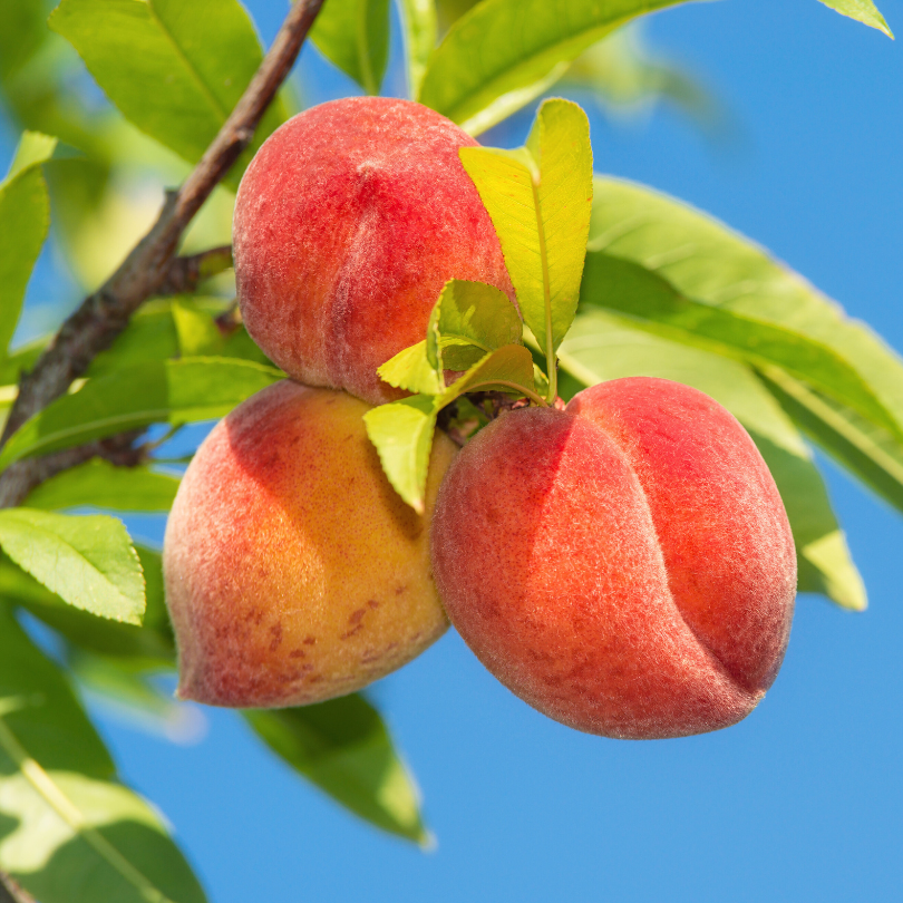 Piersic Harnas, Prunus Persica