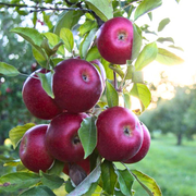 Mar Malinova, Malus Domestica