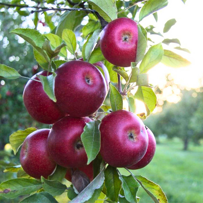 Mar Malinova, Malus Domestica