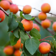 Cais Bella D`Imola, Prunus Armeniaca
