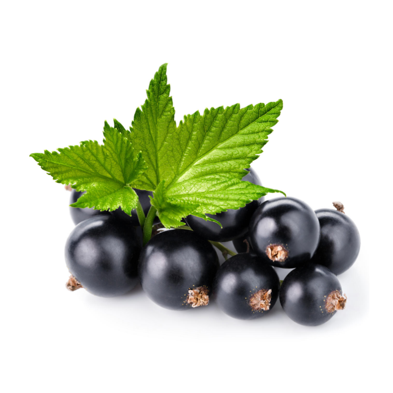 Coacaz Negru Titania, Ribes Nigrum Titania