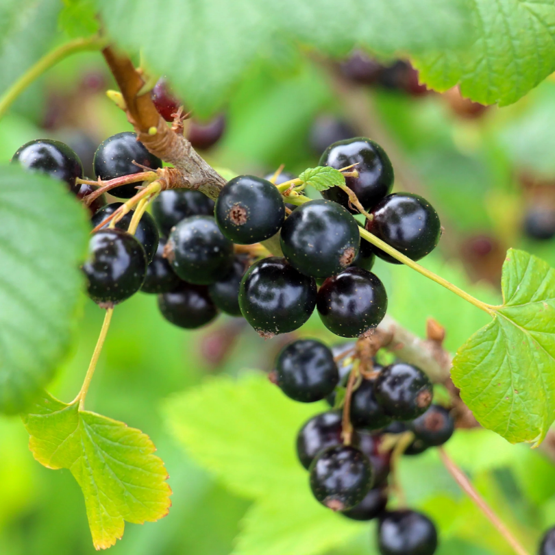 Coacaz Negru Titania, Ribes Nigrum Titania