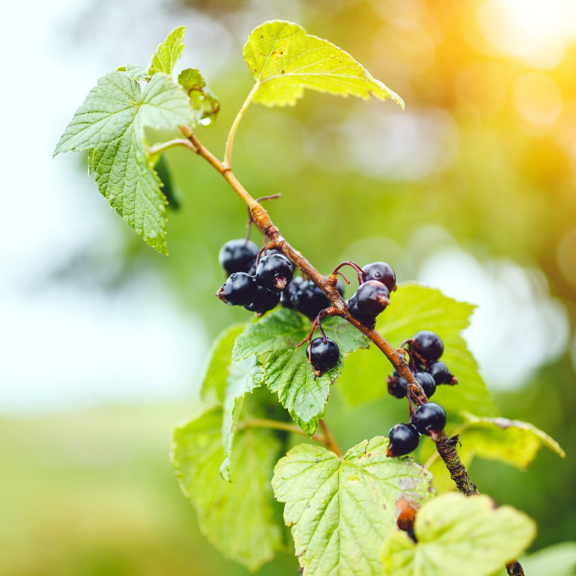 Coacaz Negru Titania, Ribes Nigrum Titania